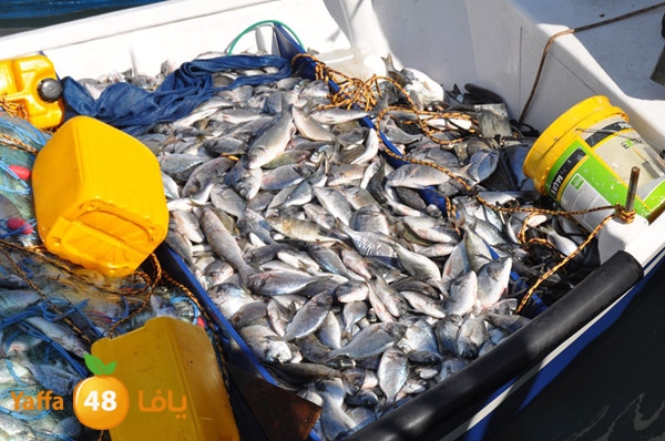 samak denisss (21).JPG